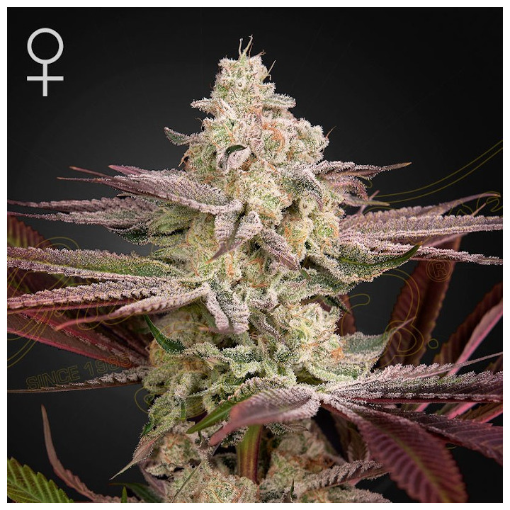 Chemical Bride de Green House Seeds