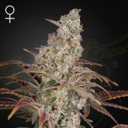 Jack's Dream de Green House