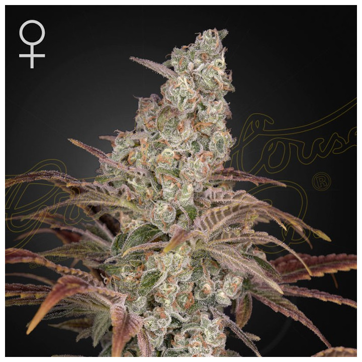 Jack's Dream de Green House