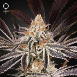 Dark Phoenix | Green House | Tus semillas en Diosa Planta
