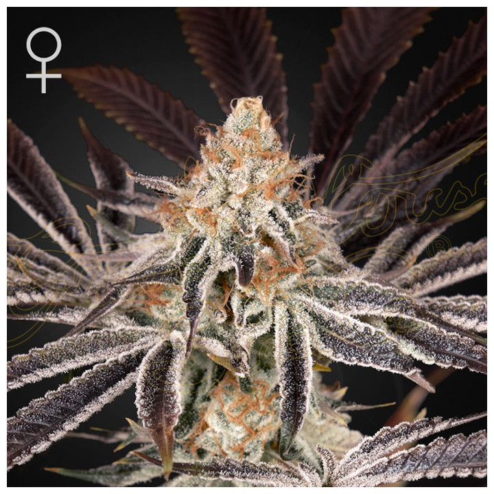 Dark Phoenix | Green House | Tus semillas en Diosa Planta