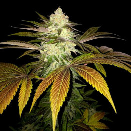 Orangesicle de TH Seeds
