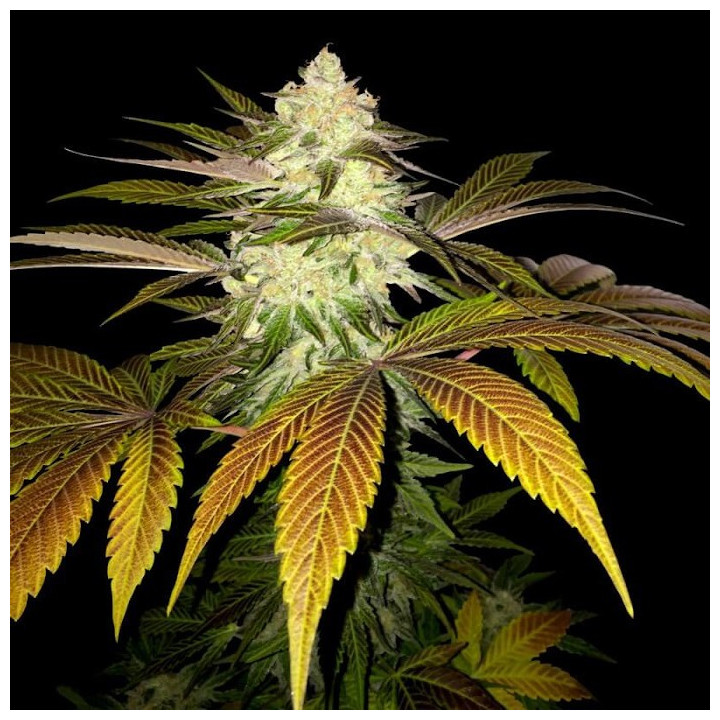Orangesicle de TH Seeds