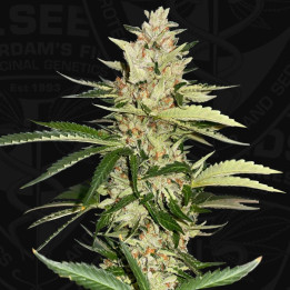 Banana Candy Krush de TH Seeds