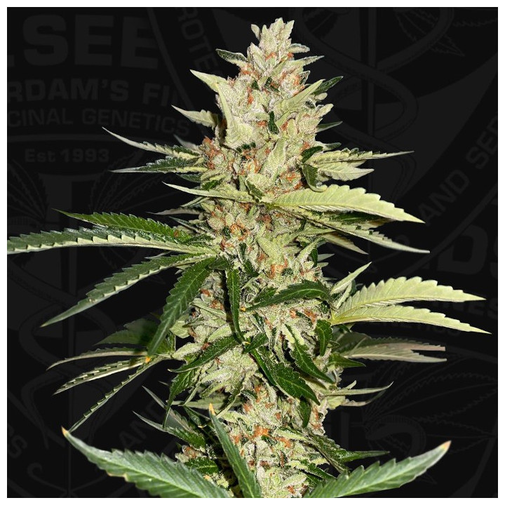 Banana Candy Krush de TH Seeds