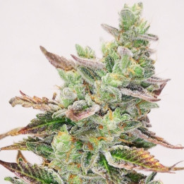 Banana Purp | Medical Seeds | Semillas Feminizadas