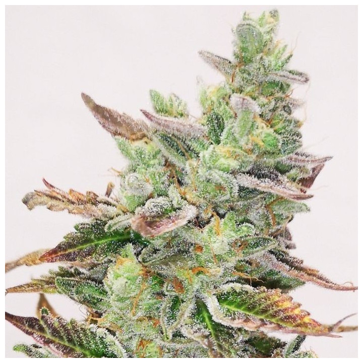 Banana Purp | Medical Seeds | Semillas Feminizadas