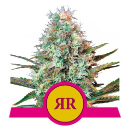 Royal Runtz | Royal Queen Seeds | Variedad feminizada con 27% de THC