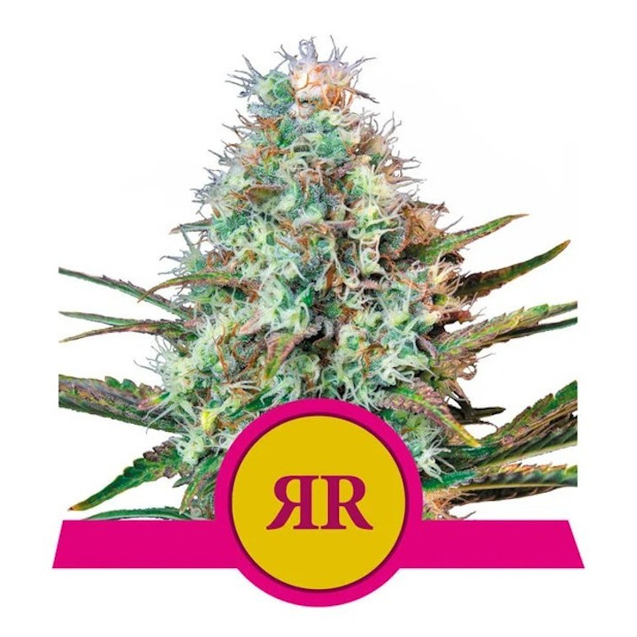 Royal Runtz | Royal Queen Seeds | Variedad feminizada con 27% de THC