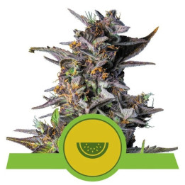 Watermelon Auto | Royal Queen Seeds | Pequeña pero matona