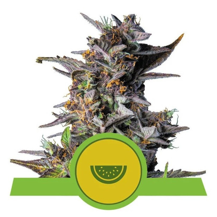 Watermelon Auto | Royal Queen Seeds | Pequeña pero matona