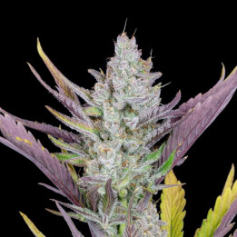 Wedding Glue Auto | Fast Buds | Comprar Semillas de CALIDAD