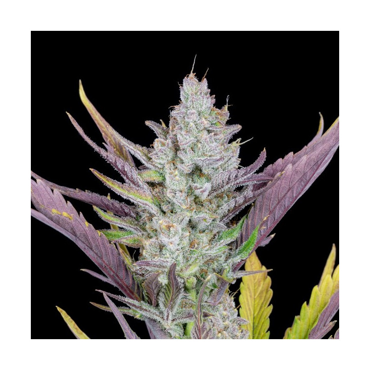 Wedding Glue Auto | Fast Buds | Comprar Semillas de CALIDAD