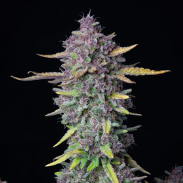 Compra Purple Punch Auto de Fast Buds || Una cepa que te dejará K.O ????