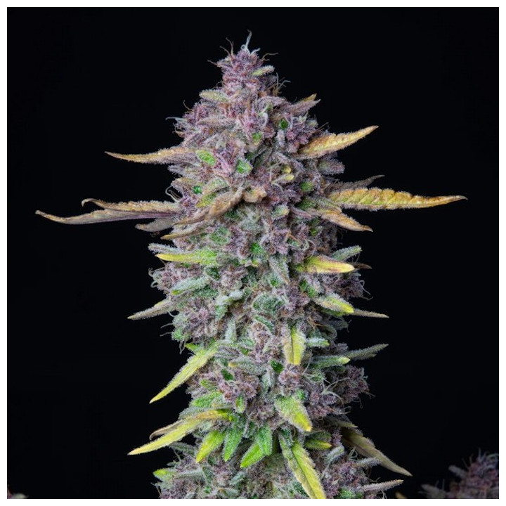 Compra Purple Punch Auto de Fast Buds || Una cepa que te dejará K.O ????