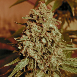 Somango Widow (Advanced Seeds)