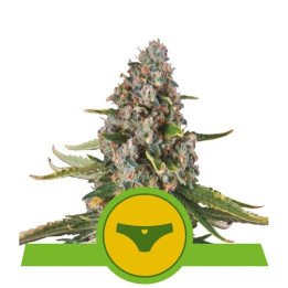 Sherbet Queen Auto | Royal Queen Seeds | Auto FÁCIL de cultivar
