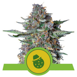 Do-Si-Dos Auto | Royal Queen Seeds | Descarga de THC en tiempo récord