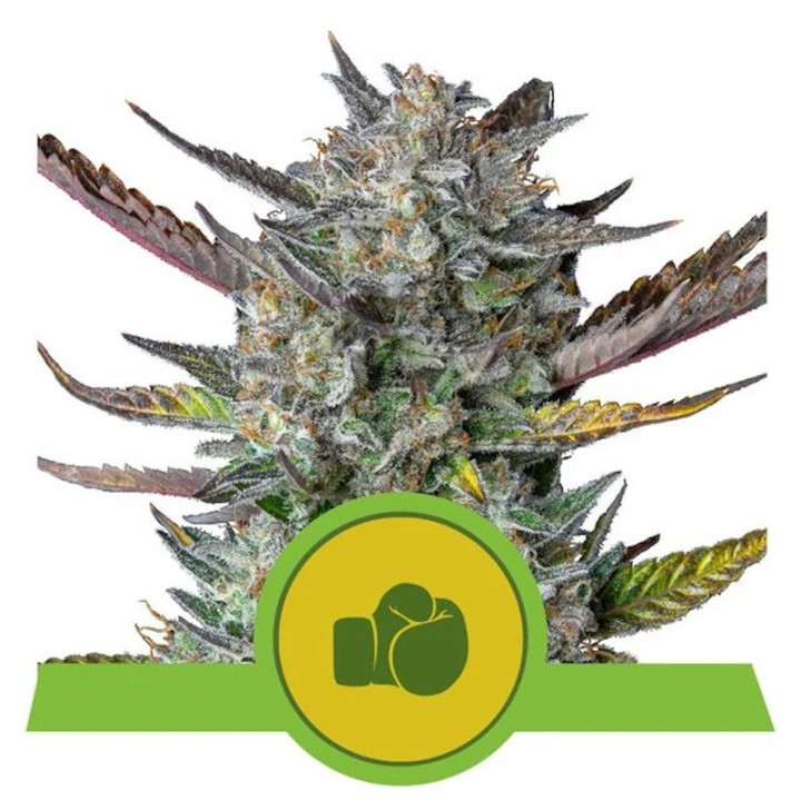 Purple Punch Auto | Royal Queen Seeds | Cultivo SENCILLO y RÁPIDO