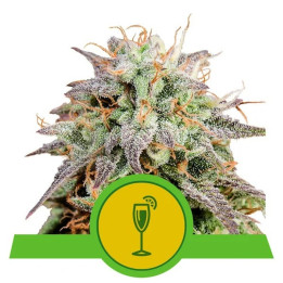 Mimosa Auto | Royal Queen Seeds | Sabor cítrico y efecto relajante