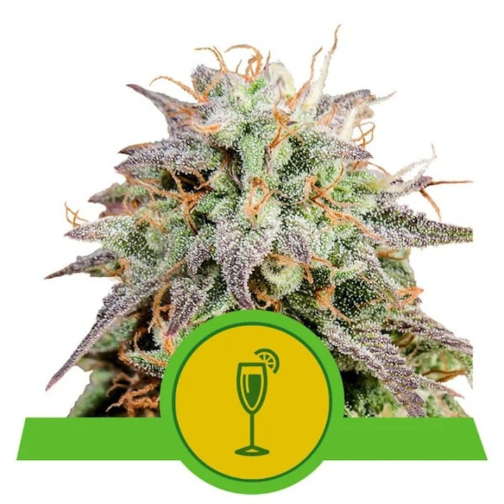 Mimosa Auto | Royal Queen Seeds | Sabor cítrico y efecto relajante