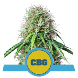 Royal CBG Auto | Royal Queen Seeds | Semillas CBD con mucha potencia