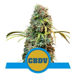 Royal CBDV Auto | Royal Queen Seeds | Medicinal rápida y fácil