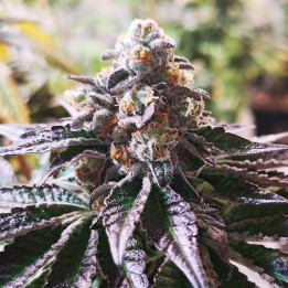 Cookies Purple Punch | Medical Seeds | RENDIMIENTO y THC