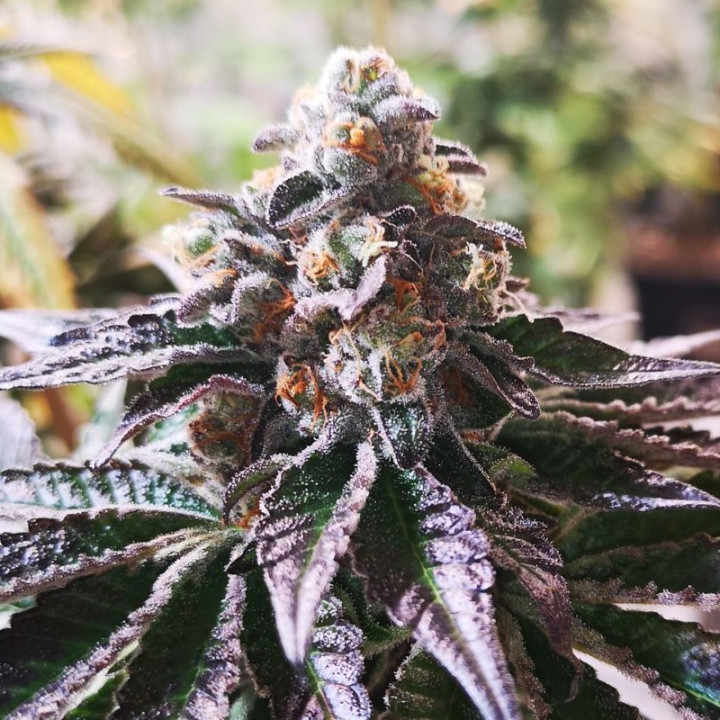 Cookies Purple Punch | Medical Seeds | RENDIMIENTO y THC