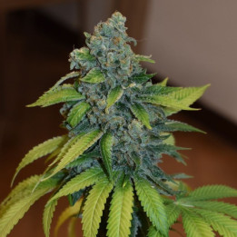 Zkittlez | Medical Seeds | Excelente rendimiento y Sabor