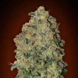 Auto Chocolate Skunk XXL | 00 Seeds | Consigue cosechas GIGANTES