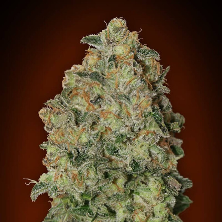Auto Chocolate Skunk XXL | 00 Seeds | Consigue cosechas GIGANTES