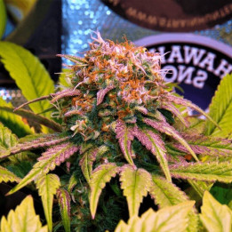 Harlequin CBD | 00 Seeds | Semillas CBD de alto rendimiento