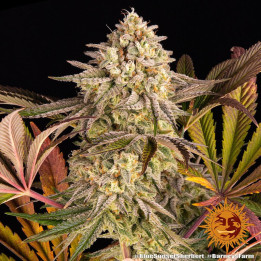 Blue Sunset Sherbert | Barneys Farm | Semillas POTENTES y PRODUCTIVAS