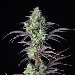 Mimosa Cake Auto | Fast Buds | Semillas Auto MUY PRODUCTIVAS