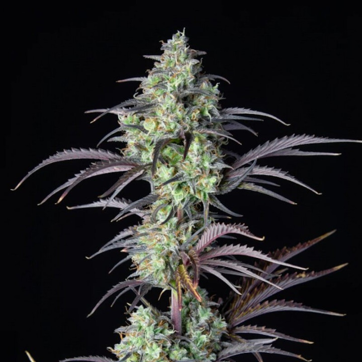 Mimosa Cake Auto | Fast Buds | Semillas Auto MUY PRODUCTIVAS