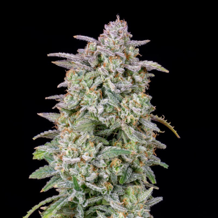 Forbidden Runtz Auto | Fast Buds | Semillas fáciles de cultivar