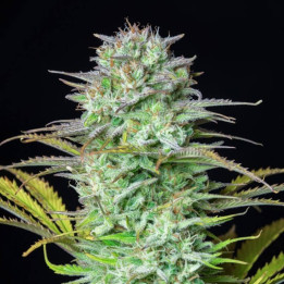 Kosher Cake Auto | Fast Buds | Comprar Semillas de CALIDAD