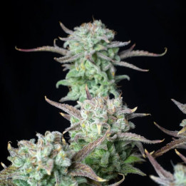 Strawberry Banana Auto | Fast Buds | Una semilla con mucho SABOR