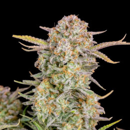 ▷ Bruce Banner Auto 【 Fast Buds 】| Autofloreciente | Diosa Planta