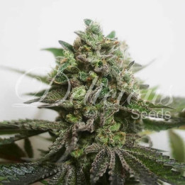 Delimed CBD Plus | Delicious Seeds | Comprar semillas medicinales