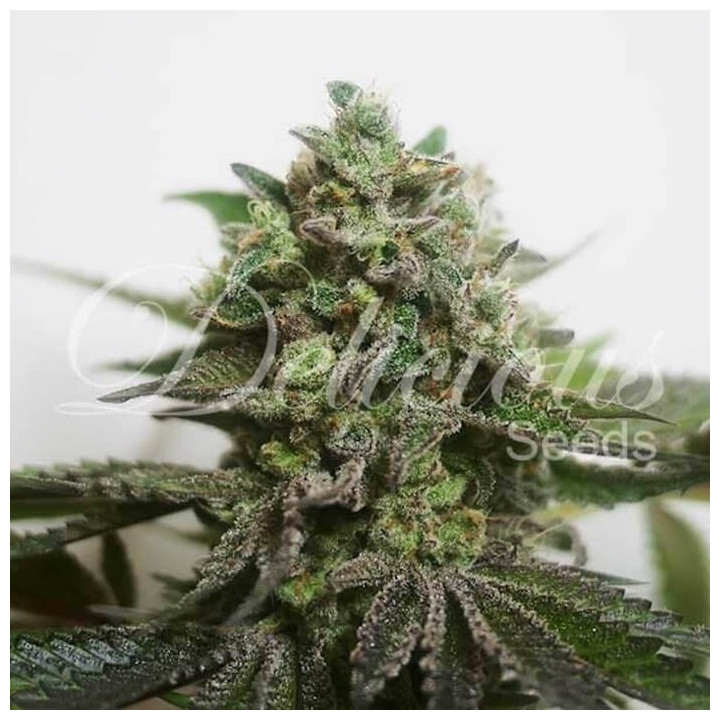 Delimed CBD Plus | Delicious Seeds | Comprar semillas medicinales