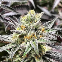 Delicious Cookies | Delicious Seeds | Semillas Feminizadas con 20%THC