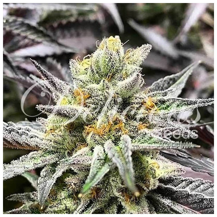 Delicious Cookies | Delicious Seeds | Semillas Feminizadas con 20%THC