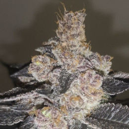 Gelato 242 | Medical Seeds | RESISTENCIA y RENDIMIENTO