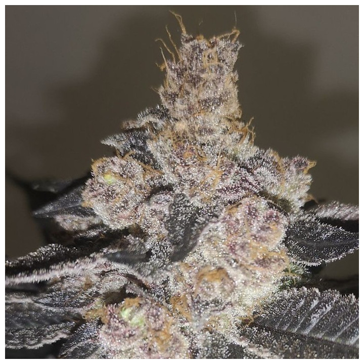 Gelato 242 | Medical Seeds | RESISTENCIA y RENDIMIENTO