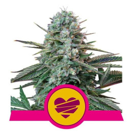 Wedding Crasher | Royal Queen Seeds | PURPLE de cultivo sencillo