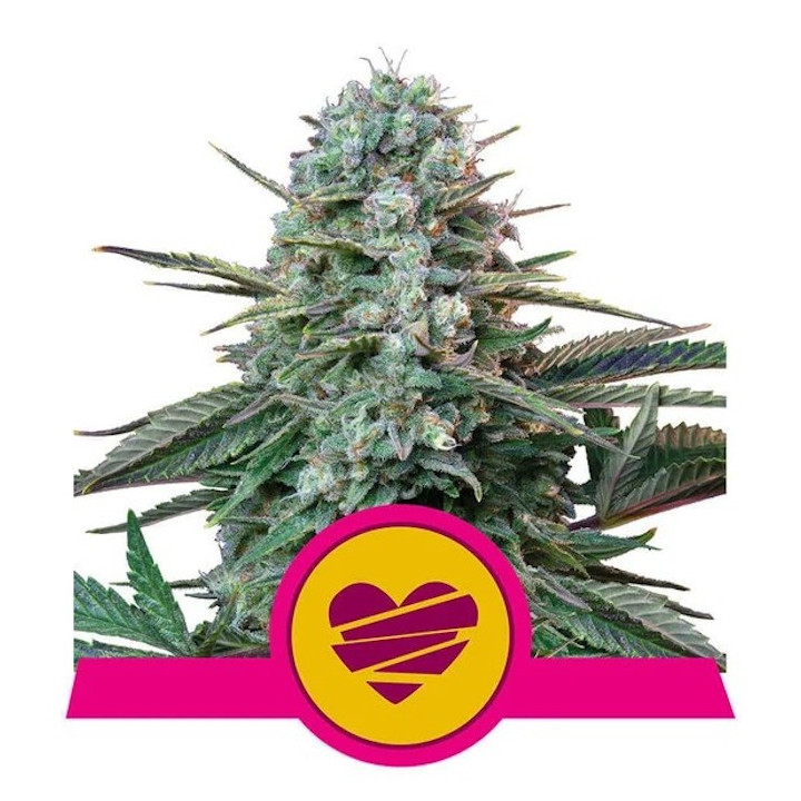 Wedding Crasher | Royal Queen Seeds | PURPLE de cultivo sencillo