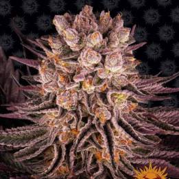 Mimosa x Orange Punch (Barney's Farm)