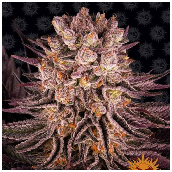 Mimosa x Orange Punch (Barney's Farm)
